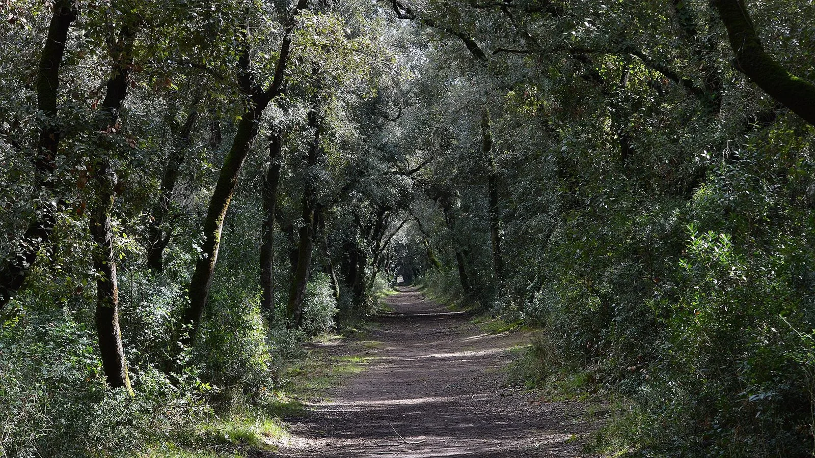 Un sentiero sterrato nella Pineta di Castel Fusano che corre dritto sotto una galleria di lecci e alberi sempreverdi, con luce filtrata e sottobosco fitto ai lati